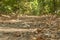 Green forest soil dirty path for walking and running lane