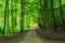 Green forest with straight pathway in beautiful green colours.