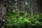 Green forest in the summer. Beautifull woods outdoor background. Mystery green nature  enviromen