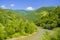 Green forest summer landscape