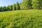 Green forest in summer at sunrise. Panorama of a secluded glade with sun rays shining onto a sea of ramsons. White