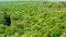 Green forest in summer, view from above, Poland