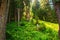 Green forest in swiss Alps