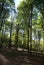 Green forest with tall trees and shadows