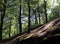 Green forest trees on a sloping steep hillside with dappled light