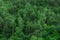 Green forest trees texture background. Nature landscape