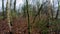 Green forest trees; tree woods, Beautiful forest walking