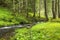 Green forest vegetation with creek flowing