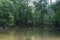 The green forest in the water, Mangroves tree background