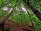 Green forest with wild vegetation