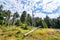 Green forest with withered pine trees