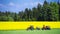 Green forest, yellow field with flowers, grass. Tractors Agricultural culture.