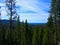 the green forest in the yellowstone park at summer