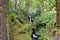 Green forests and a small scenic waterfall in Glendalough in Ireland