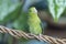 Green Forpus parrot perched on a vine. Parrot forpus passerinus perched on a branch or vine