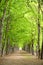 Green forrest woods background with perspective walking path road