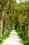 Green forrest woods background with perspective walking path road