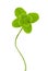 Green four-leaf clover