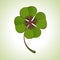 Green four-leaf clover