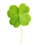 Green four-leaf clover leaf isolated