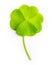 Green four-leaf clover leaf isolated