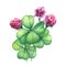 Green four leaf clover with pink flowers.