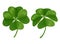 Green four-leaves shamrock