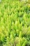 Green foxtail fern