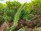 Green foxtail or wild foxtail millet, green bristlegrass (Setaria viridis) close-up