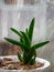 Green fragments of houseplants against wet window glass