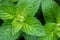 Green fragrant mint Mentha suaveolens in summer garden, closeup