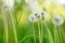 Green freh meadow with beautiful fluffydandellions. Natural soft summer or spring background. Shallow depth of field. Soft focus