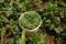 Green french beans in the shamba farm in Kenya East Africa