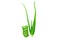 Green fresh Aloe vera sliced fresh aloe for herbal medical plant and beauty spa on white texture