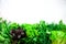 Green fresh aromatic herbs - thyme, basil, parsley on gray background. Food frame, border design. Copyspace. Top view