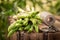 Green and fresh asparagus in a rustic greenhouse