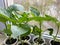 Green fresh beautiful leaves of natural seedlings for planting peppers grow on the windowsill by the window in small cups for