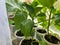 Green fresh beautiful leaves of natural seedlings for planting peppers grow on the windowsill by the window in small cups for