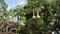 Green fresh bottle gourd, c in summer garden in Cyprus ISLAND, GREECE.