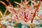 Green and fresh Cactaceae Copiapoa cactus with dews and thorns in detail macro