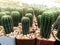 Green fresh cactus farm ; Nature cactus