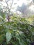 green and fresh chili tree leaves