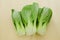 Green fresh chinese cabbage bok choi