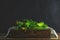 Green fresh cucumber in wooden box. Dark background