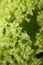 Green fresh cultivated lettuce salad leaves close up foliage texture bio nature wallpaper big size high quality instant stock