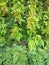 Green fresh of Delta maidenhair fern texture