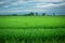 Green fresh farmland, horizon and clouds on the sky