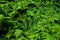 Green fresh fern plant leaves green foliage background. Natural tropical fresh green fern as concept for spring summer growth back