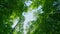 Green fresh foliage of old tall trees growing in forest. Woodland or park with beautiful huge trees. Rotation.