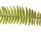 Green fresh frond of fern with spore clusters called sori isolated